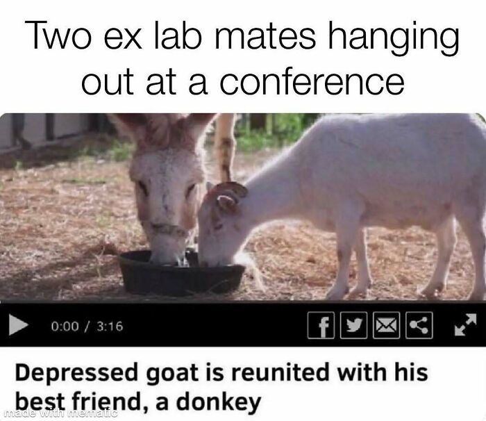 PhD meme of a video of a goat and donkey, captioned Two ex lab mates hanging out at a conference.