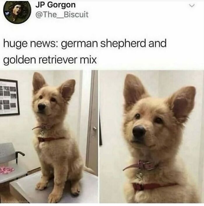 A cute German Shepherd Golden Retriever mix puppy in a funny animal meme, illustrating animal memes.