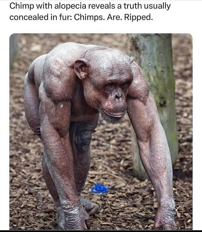 A funny and adorable animal meme of a chimpanzee with alopecia revealing its muscular physique, standing on all fours.