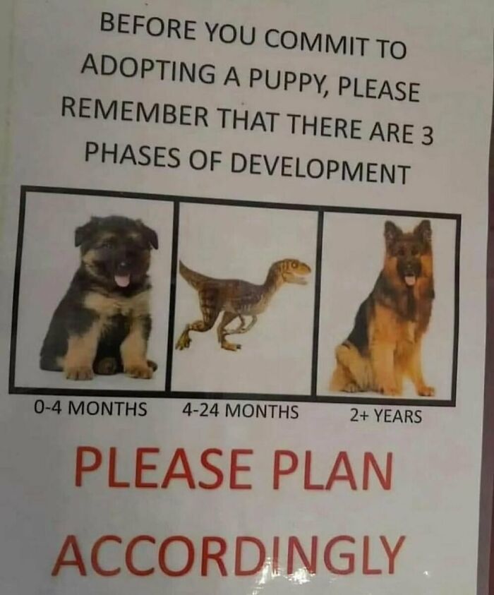 An adorable animal meme showing a puppy evolving into a raptor and then a German Shepherd, advising to plan accordingly.