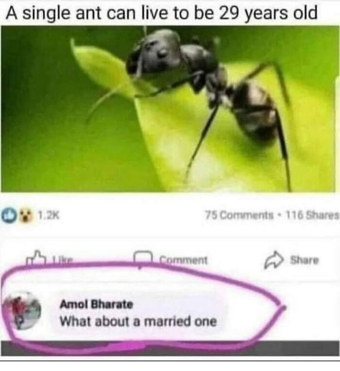 A funny animal meme with an ant and a Facebook comment asking What about a married one in response to a fact about ant lifespan.