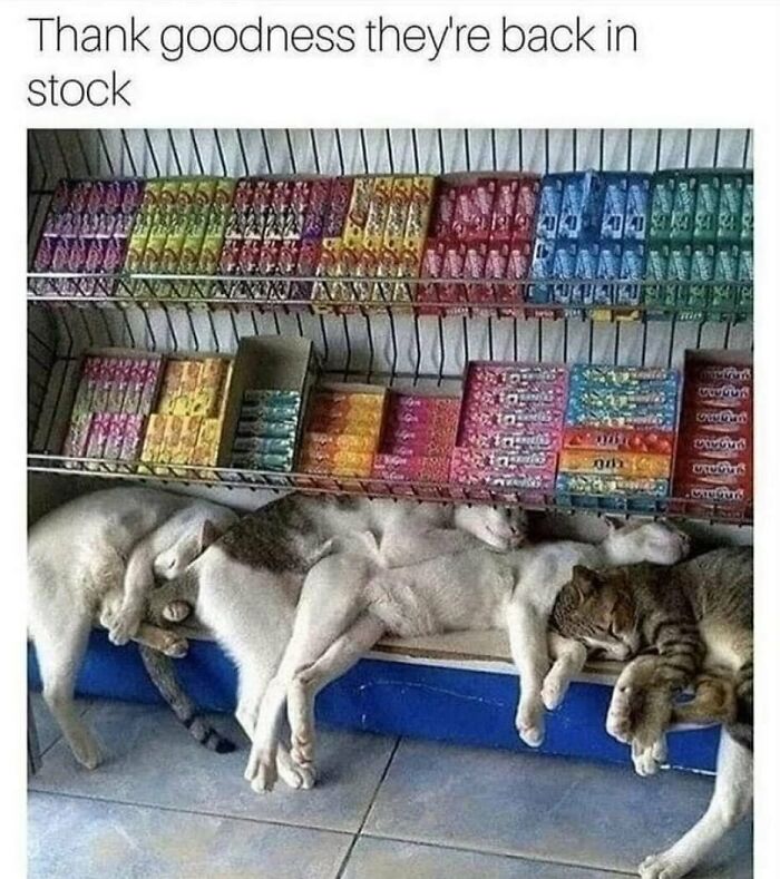 A funny animal meme depicting several cats sleeping soundly on a shelf below rows of colorful candy, with the text 'Thank goodness they're back in stock.'