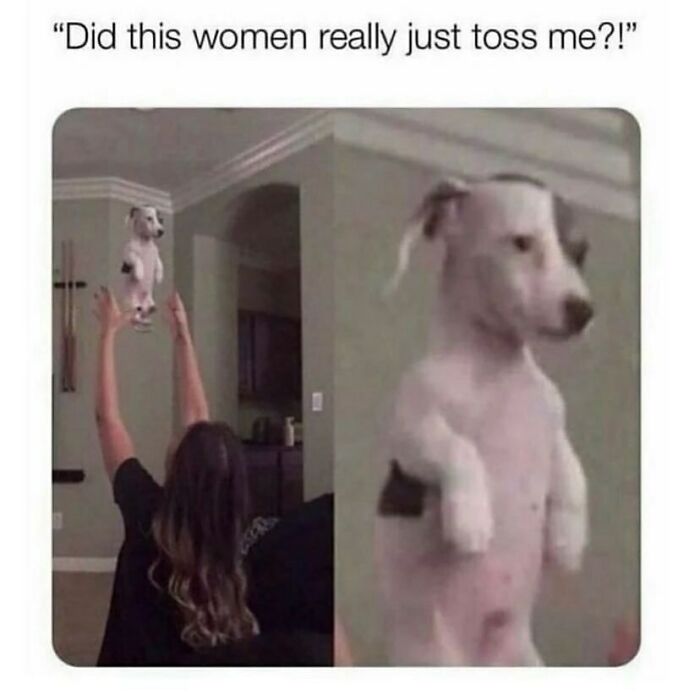 A funny and adorable animal meme featuring a small white dog being playfully tossed in the air, looking surprised.