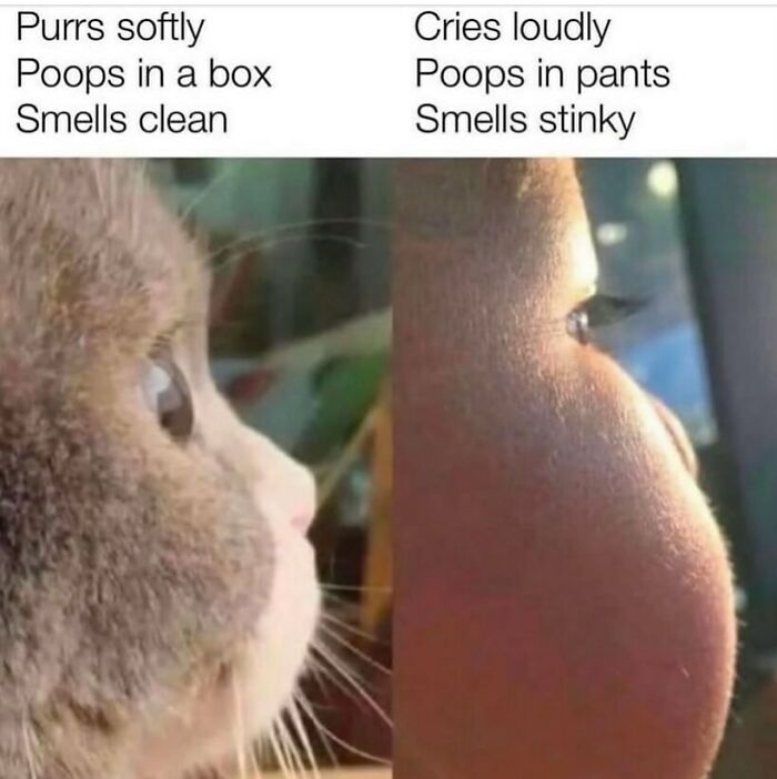 An adorable animal meme comparing a cat and a baby, listing traits like purrs softly and cries loudly.