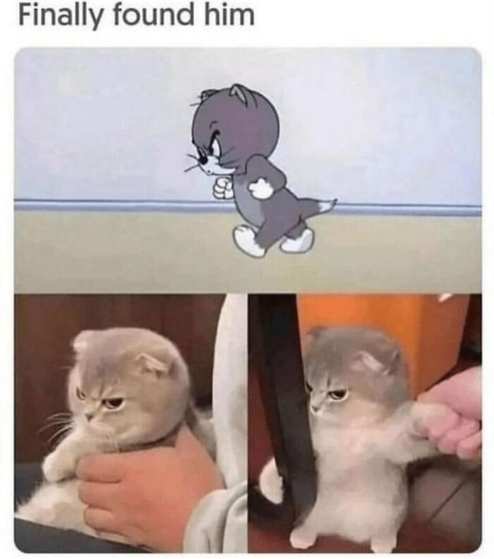 A funny animal meme features a kitten looking angry, mimicking a cartoon character, making an adorable animal meme.