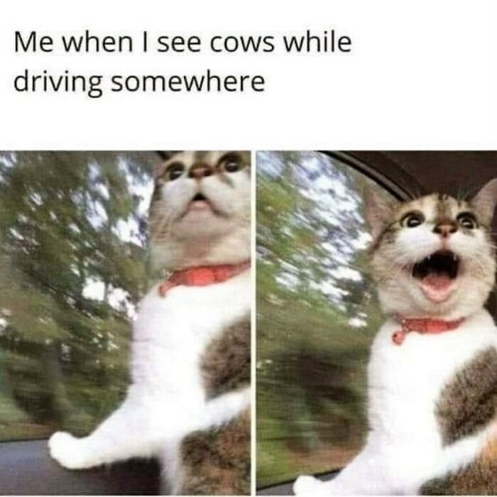 A funny animal meme captures a cat's excited reaction while looking out of a car window, an adorable animal meme.