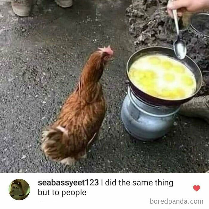 A chicken observes eggs cooking in a pan, a creative and cursed comment on a strange meal.