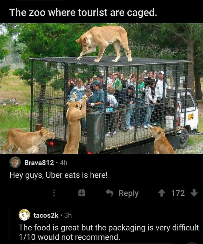 Tourists in a caged vehicle with lions surrounding them, sparking creative and cursed comments about being food or Uber Eats.