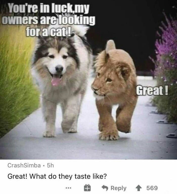 A creative and cursed comment on a meme about a dog and a lion cub looking for a cat.