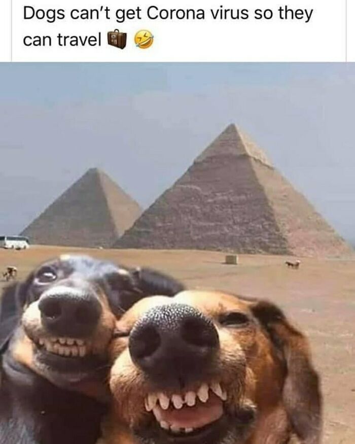 Two happy dogs in front of the pyramids, sharing a travel meme about dogs being able to travel.