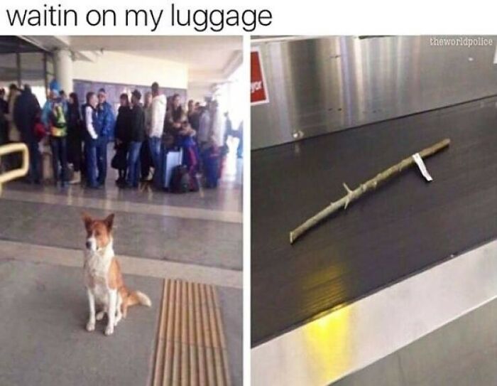 A humorous travel meme about waiting for luggage, showing a dog at an airport and a stick on a baggage carousel.