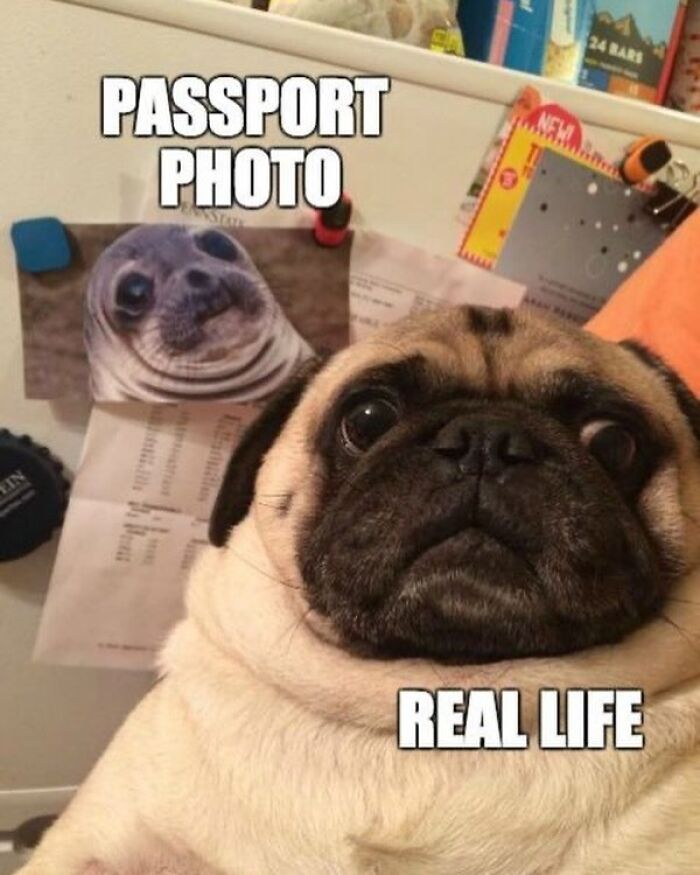 A pug with a funny expression next to a picture of a seal, captioned Passport Photo and Real Life, illustrating travel memes.