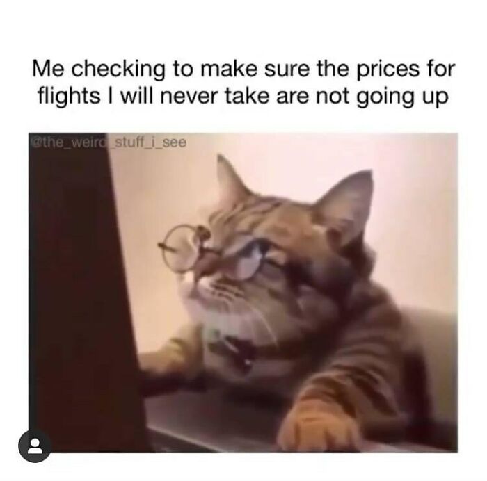 A cat with glasses looking at a laptop, a travel meme about checking flight prices for trips never taken.