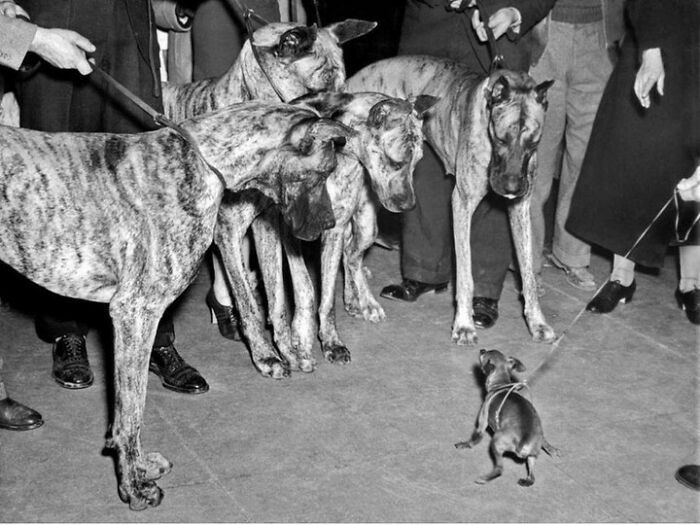 A tiny dog faces off against four enormous Great Danes, a moment nearly lost to history.