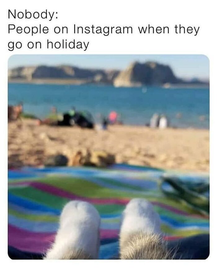 A travel meme showing cat paws on a colorful beach towel with a blurred beach background, ideal for your vacay abroad.