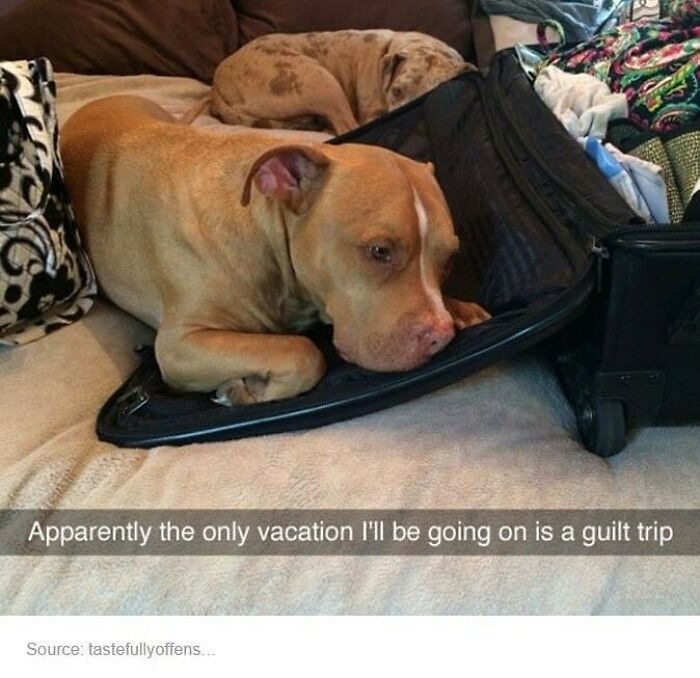 A dog looking sad next to an open suitcase, a travel meme about a guilt trip vacation.