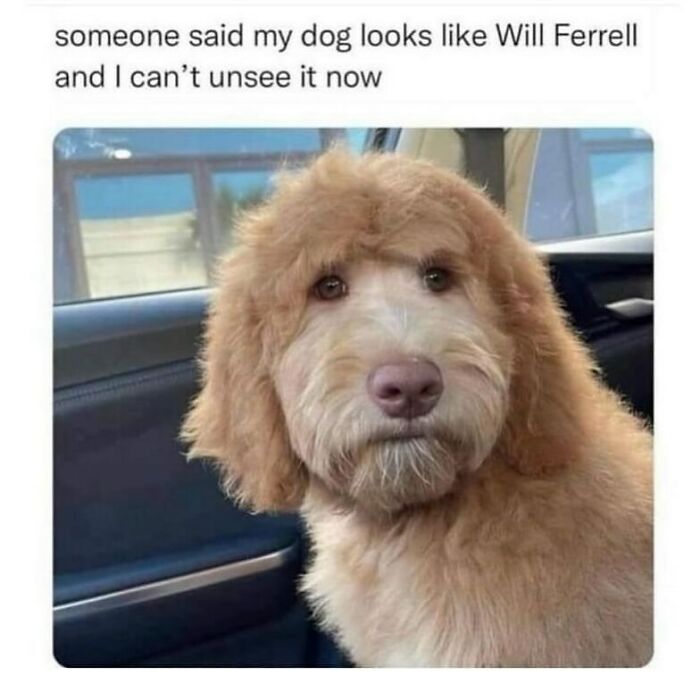 An adorable animal meme of a dog with a haircut that makes it resemble Will Ferrell.