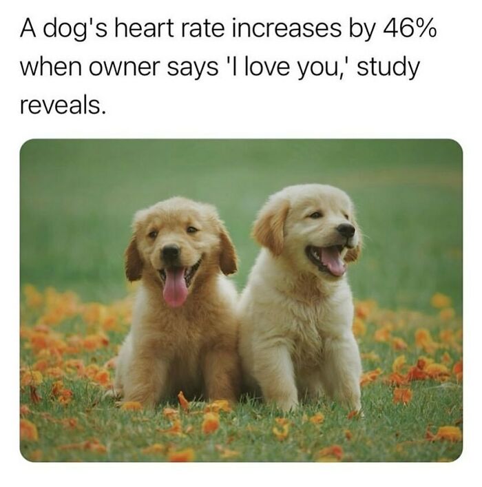 Two adorable golden retriever puppies with their tongues out, sitting in a field of orange flowers, illustrating a funny animal meme about a dog's heart rate.