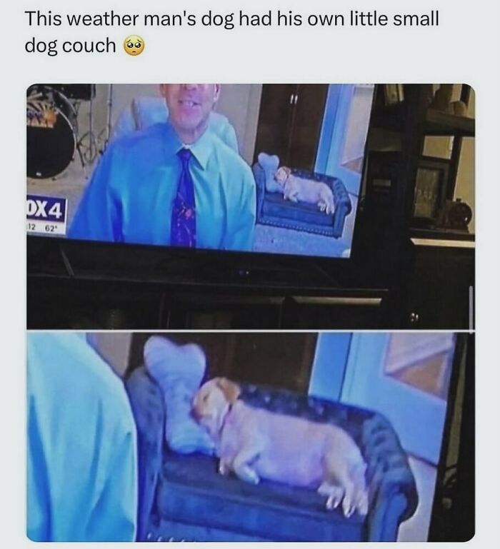 A weather man's adorable dog sleeping on its own tiny dog couch, a funny animal meme.