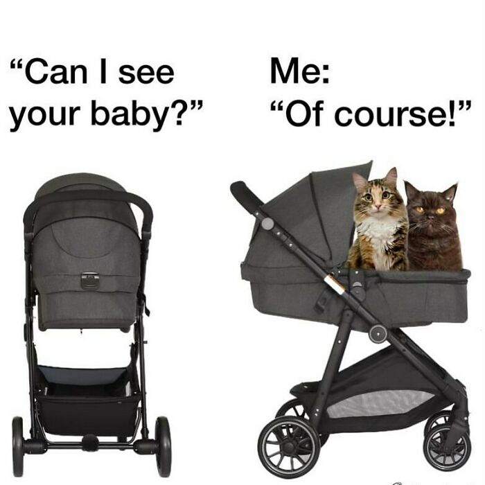 Funny animal memes: two cats sitting comfortably in a baby stroller, side by side.