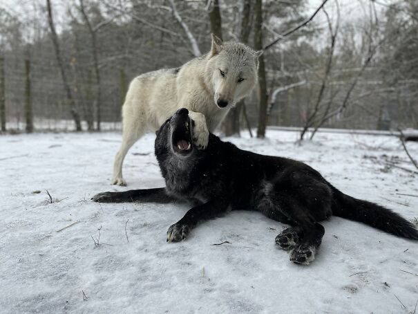 ColdPaws-6a8818ec56d77-1.jpg