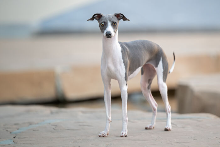 A sleek grey and white rescued Spanish Galgo standing on a stone surface, looking alertly at the camera. A sleek grey and white rescued Spanish Galgo standing on a stone surface, looking alertly at the camera.