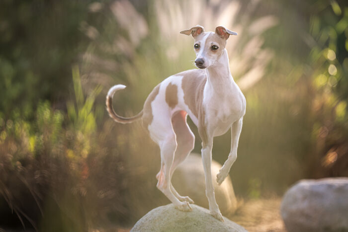 A cream and tan rescued Spanish Galgo posing gracefully on a rock in a sunny, natural setting. A cream and tan rescued Spanish Galgo posing gracefully on a rock in a sunny, natural setting.
