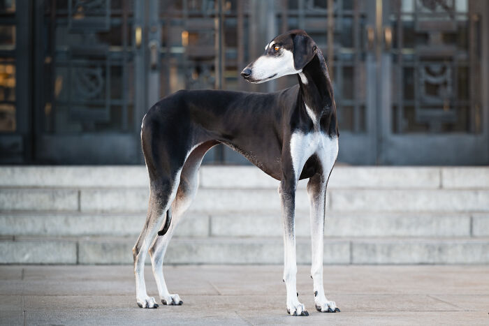 A rescued Spanish Galgo with black and white fur, standing gracefully outdoors, showcasing the photographer's art. A rescued Spanish Galgo with black and white fur, standing gracefully outdoors, showcasing the photographer's art.