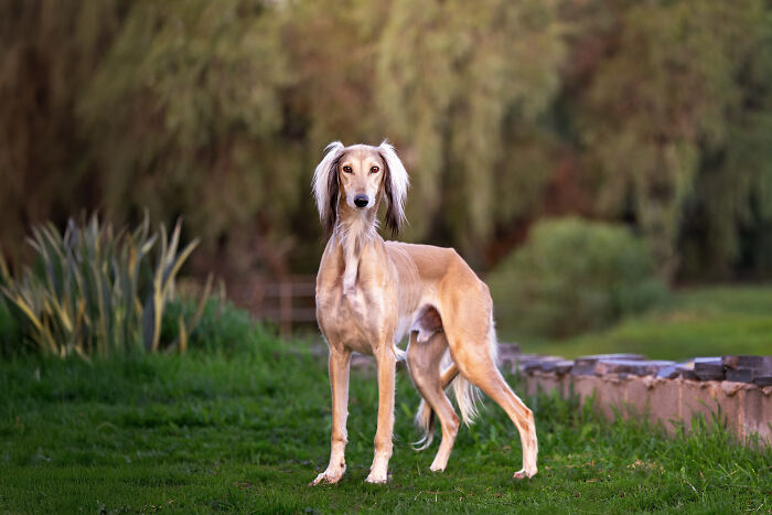 A light brown rescued Spanish Galgo with long fur, standing in a grassy field, captured as photographer's art. A light brown rescued Spanish Galgo with long fur, standing in a grassy field, captured as photographer's art.
