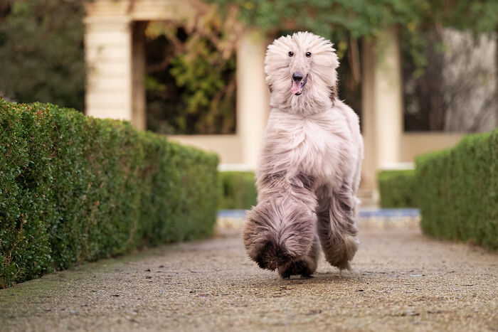 A fluffy white Spanish Galgo rescued from the USA, running joyfully on a garden path. A fluffy white Spanish Galgo rescued from the USA, running joyfully on a garden path.