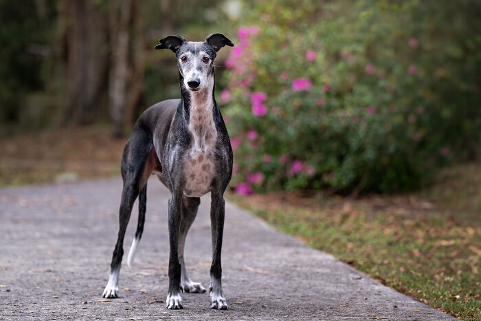 A dark gray rescued Spanish Galgo standing on a paved path with a blurred floral background, as photographer's art. A dark gray rescued Spanish Galgo standing on a paved path with a blurred floral background, as photographer's art.