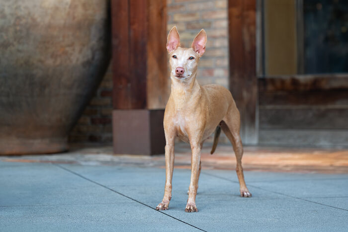 A light tan rescued Spanish Galgo standing alertly on a tiled patio, part of the photographer's art series. A light tan rescued Spanish Galgo standing alertly on a tiled patio, part of the photographer's art series.