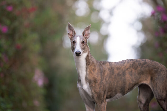 Full body shot of a rescued Spanish Galgo with a striking brindle and white coat, standing elegantly outdoors. Full body shot of a rescued Spanish Galgo with a striking brindle and white coat, standing elegantly outdoors.