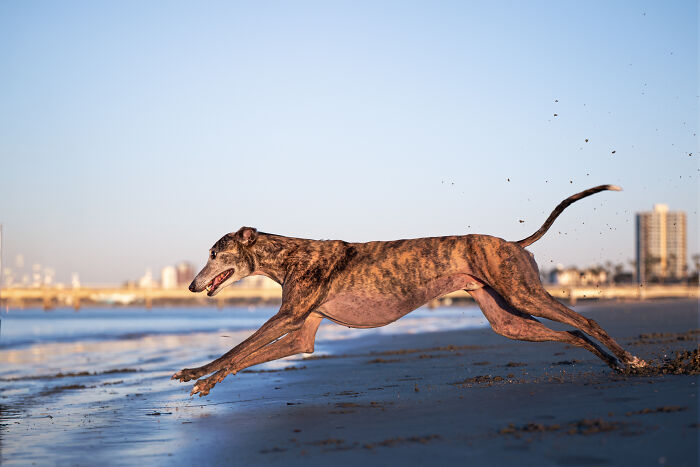 A rescued Spanish Galgo running joyfully along a sandy beach with the ocean and city skyline in the background. A rescued Spanish Galgo running joyfully along a sandy beach with the ocean and city skyline in the background.
