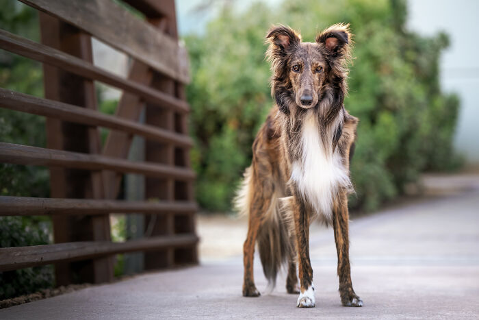 A beautiful brindle Spanish Galgo with fluffy ears and white chest stands on a path, looking at the camera. A beautiful brindle Spanish Galgo with fluffy ears and white chest stands on a path, looking at the camera.