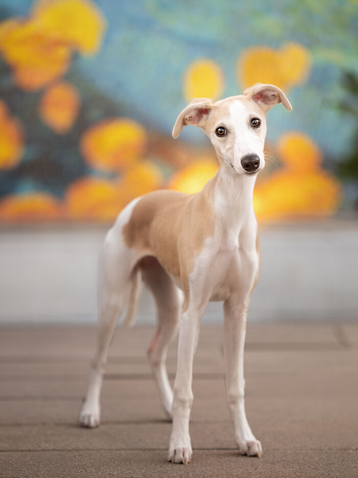 A graceful tan and white Spanish Galgo stands elegantly against a blurred colorful background. A graceful tan and white Spanish Galgo stands elegantly against a blurred colorful background.