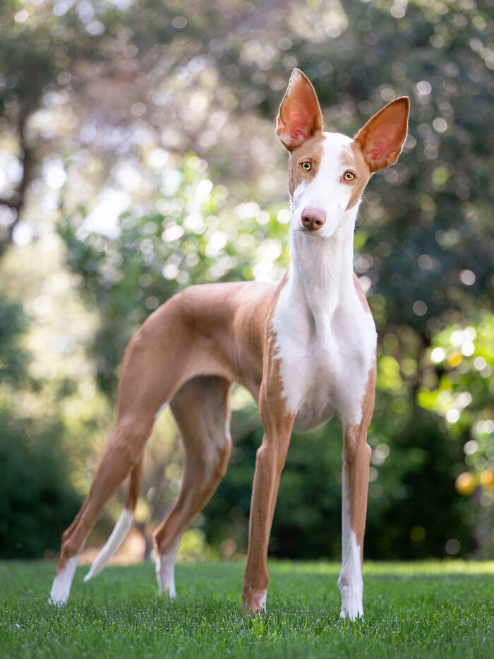 A striking white and tan Spanish Galgo with large upright ears stands on green grass in a sunny garden. A striking white and tan Spanish Galgo with large upright ears stands on green grass in a sunny garden.