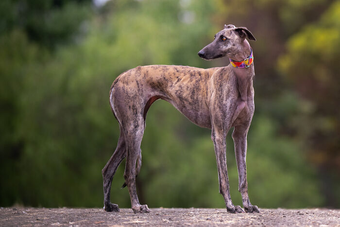 A majestic brindle Spanish Galgo with a colorful collar stands sideways, looking to the right against a green background. A majestic brindle Spanish Galgo with a colorful collar stands sideways, looking to the right against a green background.