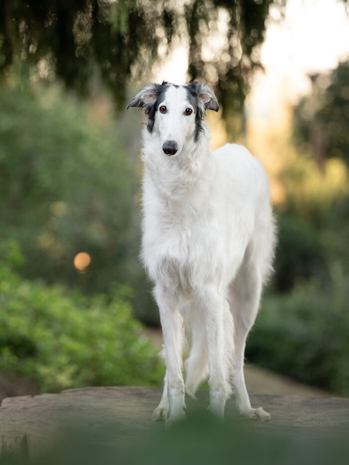 A majestic white rescued Spanish Galgo with dark markings around its eyes, standing in a natural setting, photographer's art. A majestic white rescued Spanish Galgo with dark markings around its eyes, standing in a natural setting, photographer's art.
