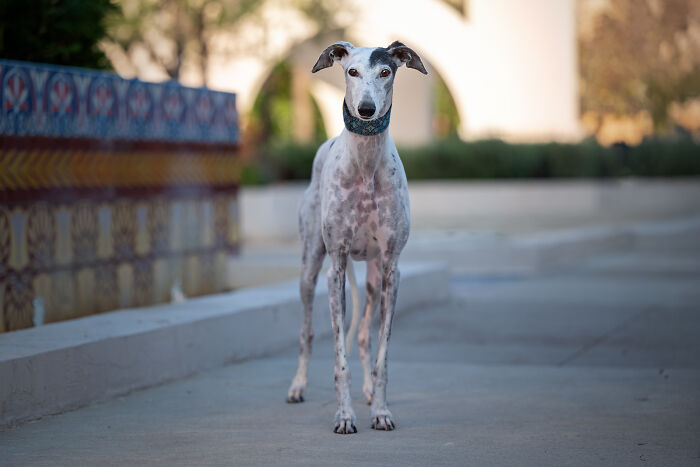 A spotted white and grey Spanish Galgo stands looking at the camera, with a decorative wall and archway behind it. A spotted white and grey Spanish Galgo stands looking at the camera, with a decorative wall and archway behind it.