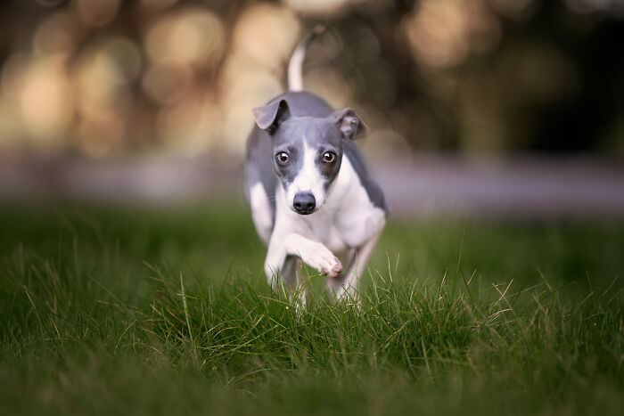 A small grey and white rescued Spanish Galgo running through green grass, looking directly at the camera. A small grey and white rescued Spanish Galgo running through green grass, looking directly at the camera.