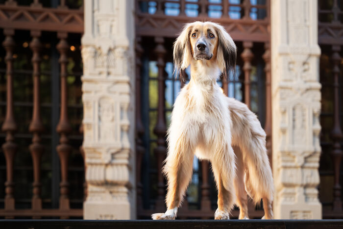 A elegant light-brown rescued Spanish Galgo standing majestically in front of an ornate building. A elegant light-brown rescued Spanish Galgo standing majestically in front of an ornate building.
