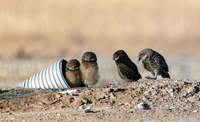 Birds, Honorable Mention: Chow Line By Craig Deman