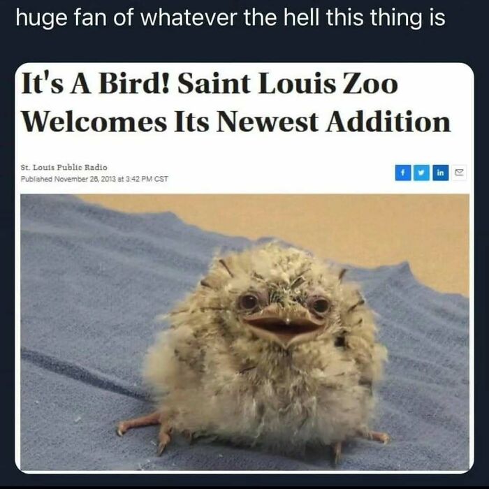 A funny science meme featuring a fluffy, wide-eyed baby bird from the Saint Louis Zoo, looking comically serious.