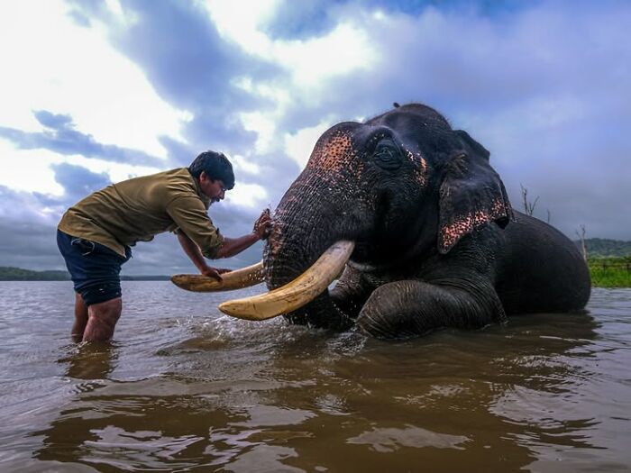 Remarkable photograph by Tittu Shaji Thomas of a man washing an elephant in water, capturing life across cultures.