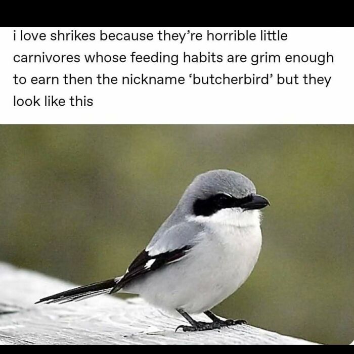 Funny memes about science: a cute shrike, also known as a butcherbird, with a caption about its feeding habits.