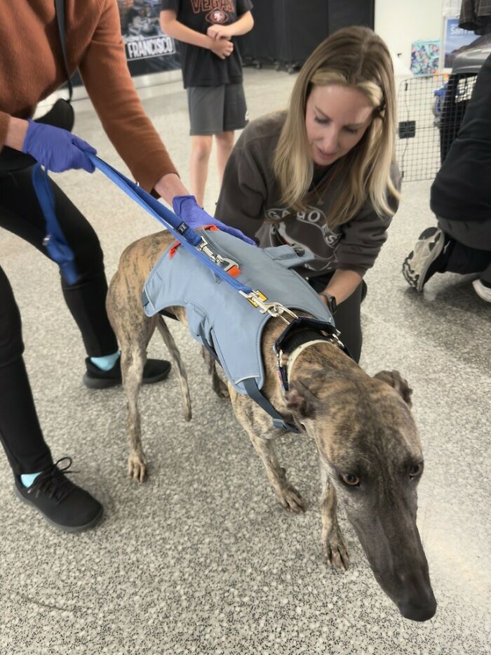 One of the rescued Spanish Galgos wears a harness as a person assists it in the USA, inspiring art. One of the rescued Spanish Galgos wears a harness as a person assists it in the USA, inspiring art.
