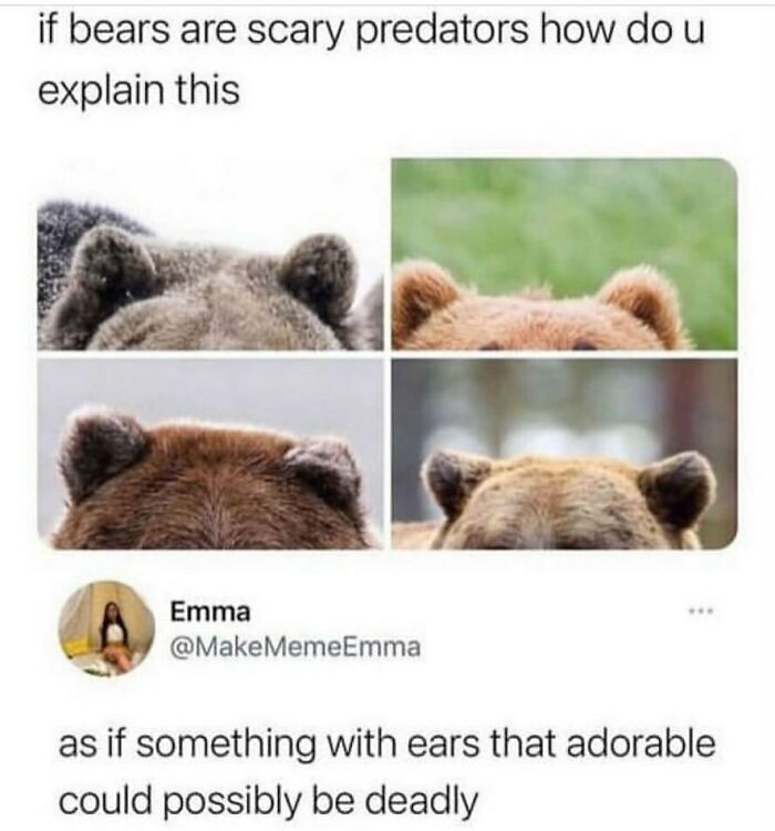 Four close-ups of cute bear ears, a funny animal meme questioning scary predators.