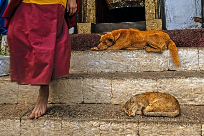 Remarkable photograph by Tittu Shaji Thomas showing a monk's bare feet near sleeping dogs and cats on stone steps, capturing life across cultures.