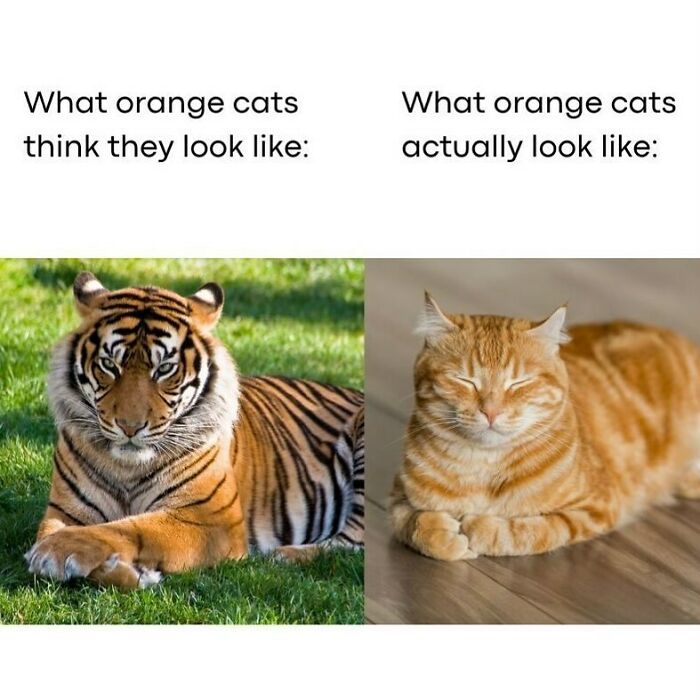 An adorable animal meme comparing what orange cats think they look like (a tiger) versus what they actually look like (a relaxed, fluffy orange cat).